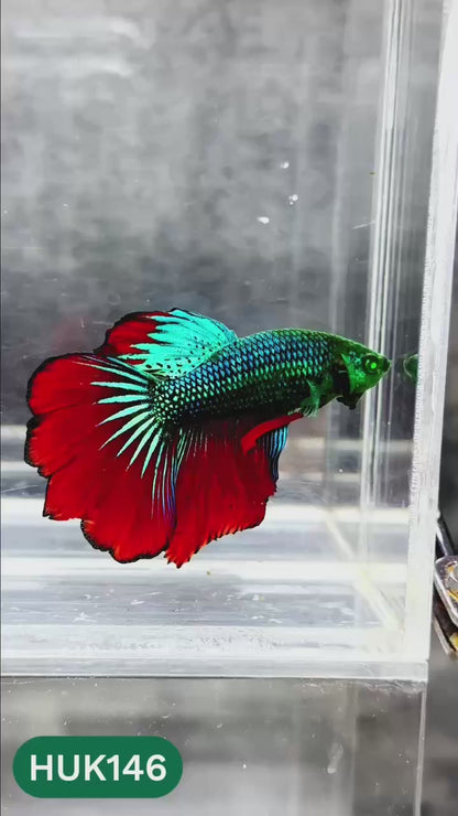 Black Hulk Halfmoon Male Betta Fish | You Pick Fish
