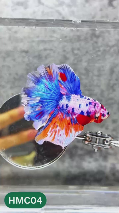 Nemo Halfmoon Male Betta Fish | Order Directly From Farm | You Pick Fish