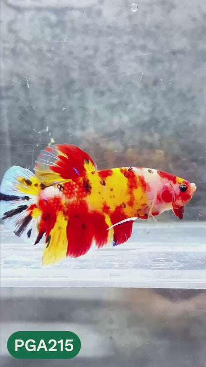 King Giant Plakat Male Betta Fish | You Pick Fish | High Grade