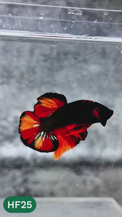 Dark Flame Hellfire Plakat Male Betta Fish | You Pick Fish | Rare Betta