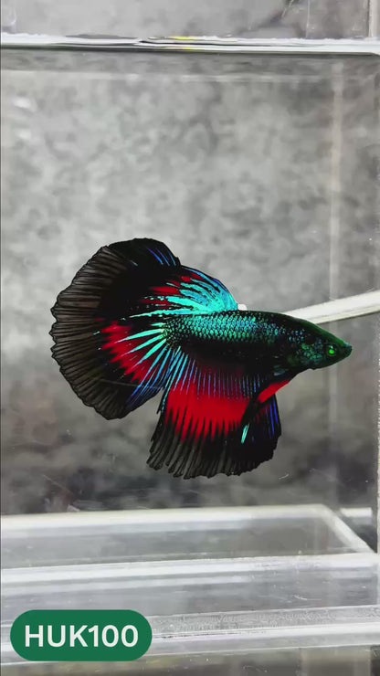 Black Hulk Halfmoon Male Betta Fish | You Pick Fish