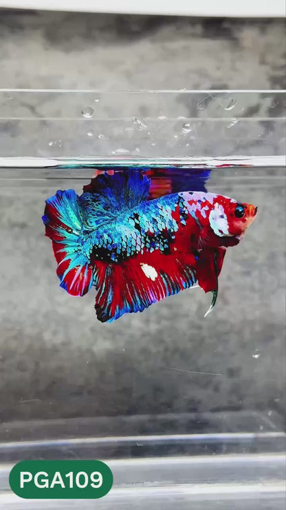 King Giant Plakat Male Betta Fish | You Pick Fish | High Grade