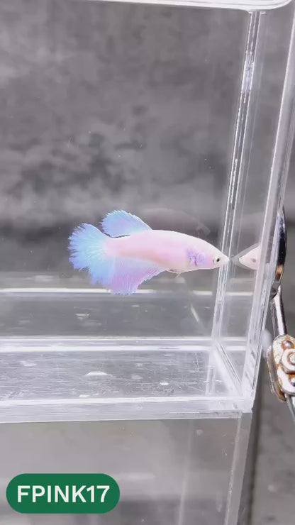 Pink Sakura Halfmoon Female Betta Fish | You Pick Fish