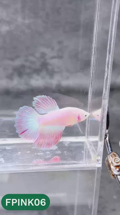 Pink Sakura Halfmoon Female Betta Fish | You Pick Fish