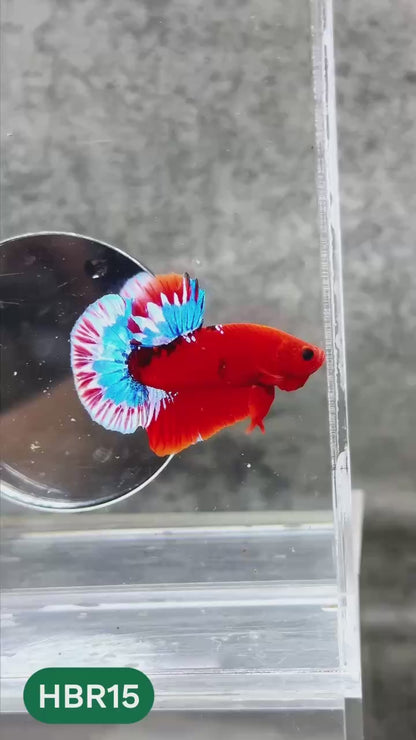 Hellboy Plakat Male Betta Fish | Order Directly From Farm | You Pick Fish