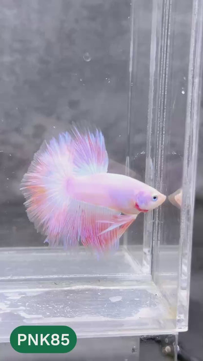 Pink Halfmoon Male Betta Fish | You Pick Fish | Order Directly From Farm