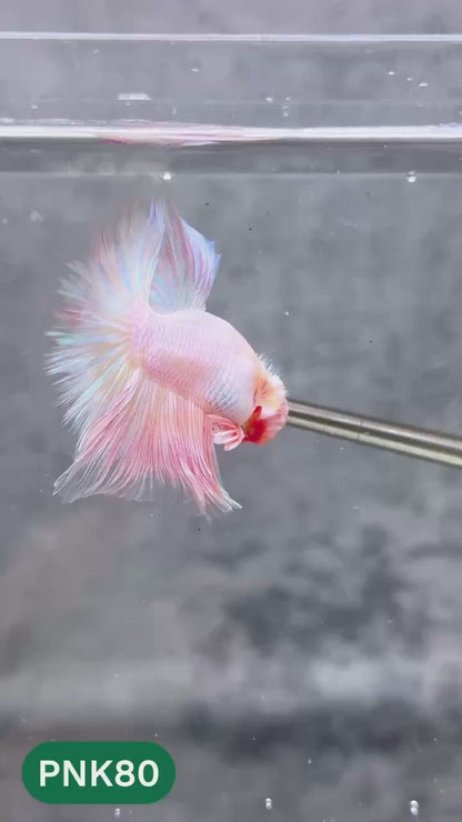 Pink Halfmoon Male Betta Fish | You Pick Fish | Order Directly From Farm