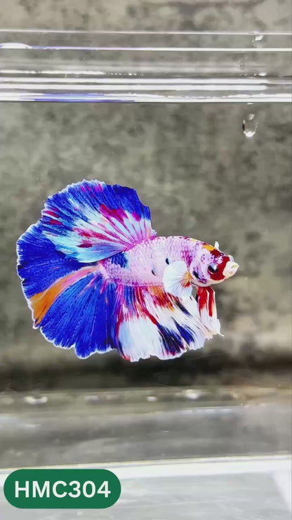Multicolor Halfmoon Male Betta Fish | High Grade | Order Directly From Farm |  You Pick Fish |