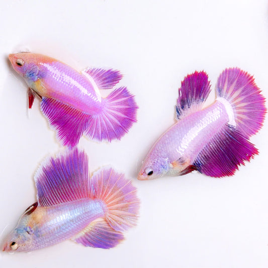 Purple Halfmoon Female Betta Fish | Collector Grade
