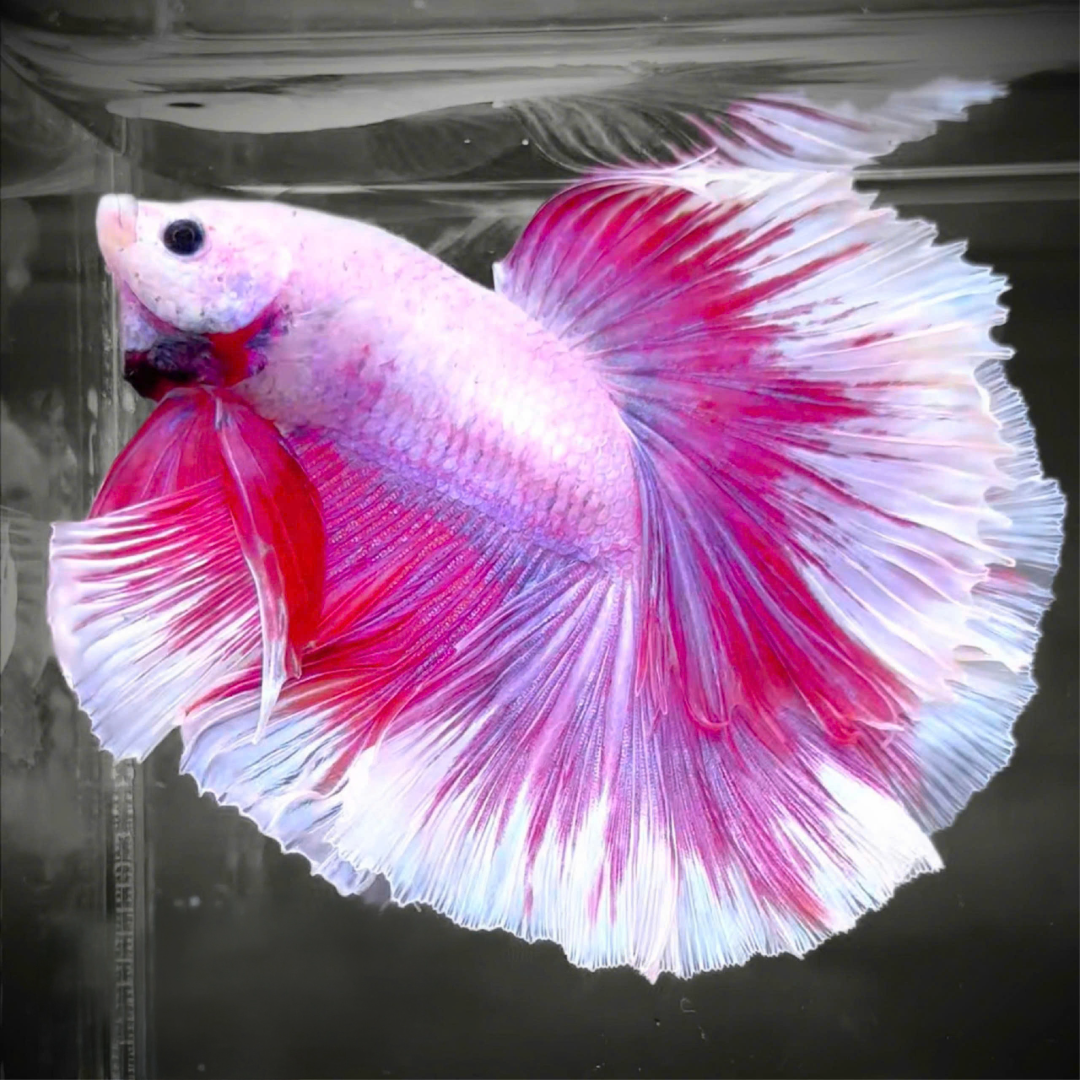 Purple Halfmoon Male Betta Fish | Grower's Pick