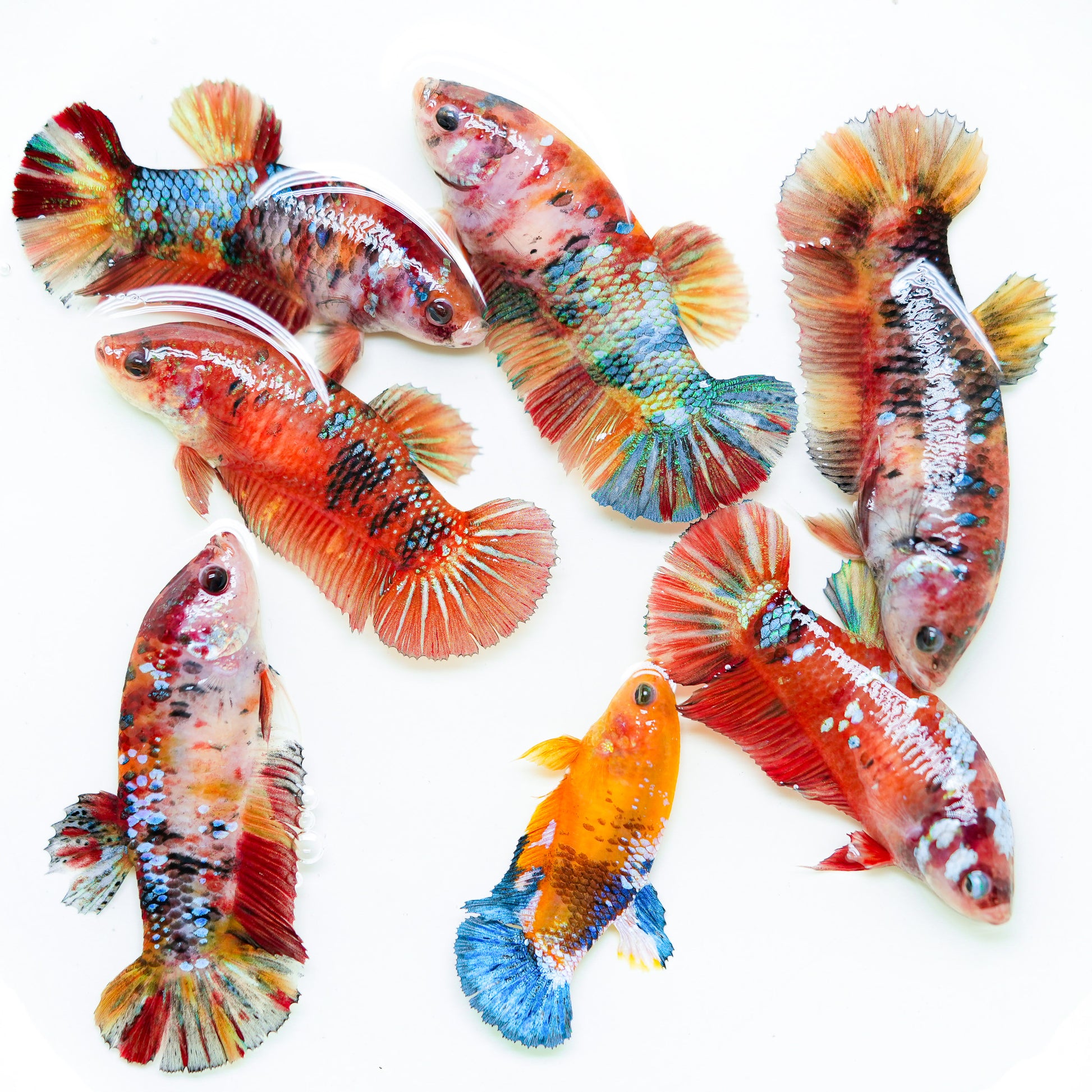 betta fish surprise box Giant Koi Nemo Female Betta Sorority