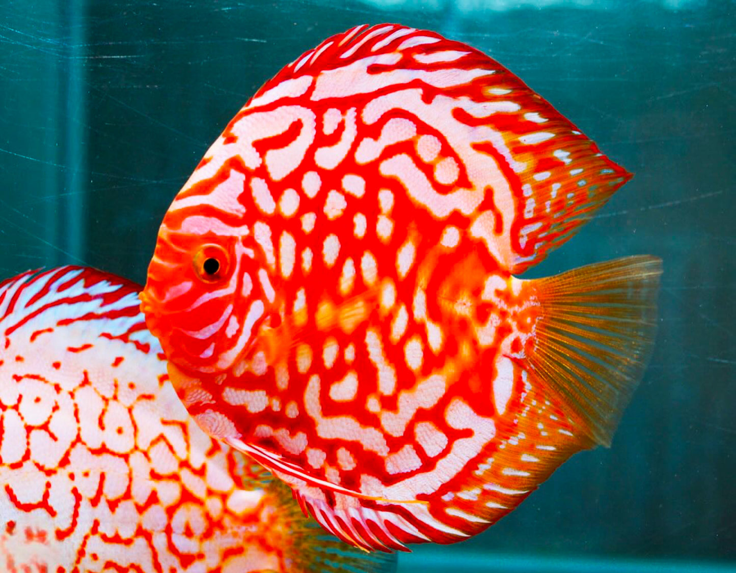 Red Panda Discus Fish
