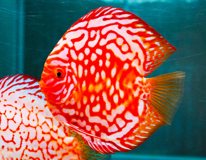 Red Panda Discus Fish