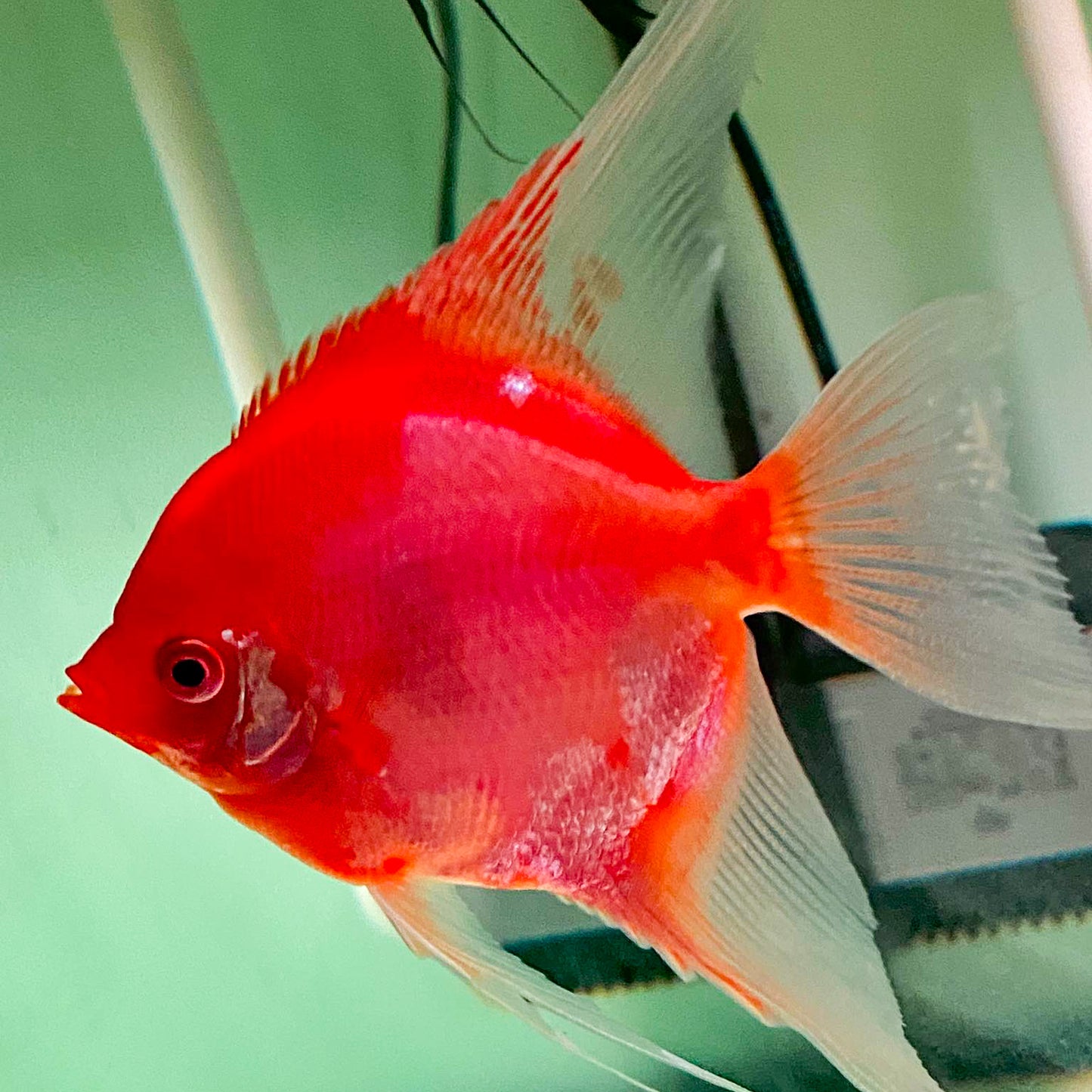 Sunset Angelfish