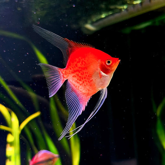 Sunset Angelfish