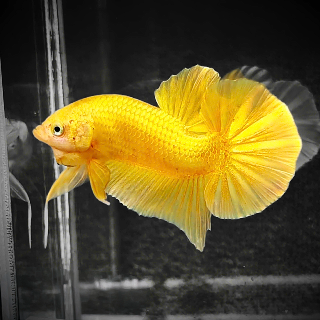 Super Gold Fish & Potato プラスライト2.4kg 3袋 森乳 スーパー
