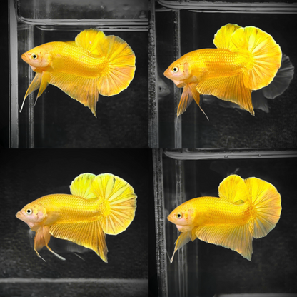 golden pothos betta fish Super Gold 24k Plakat Male Betta Fish