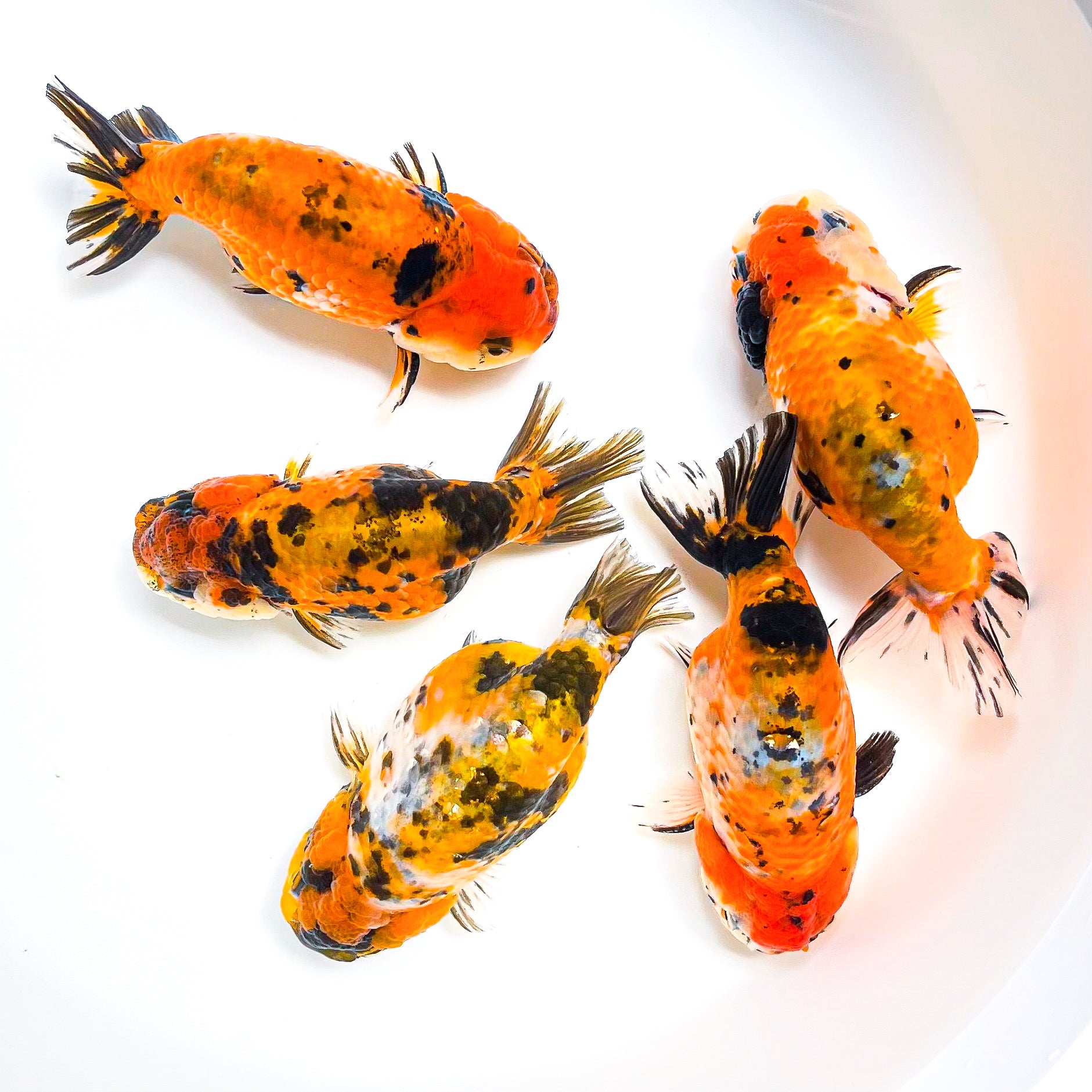 Tiger Calico Ranchu Goldfish | Grower Pick