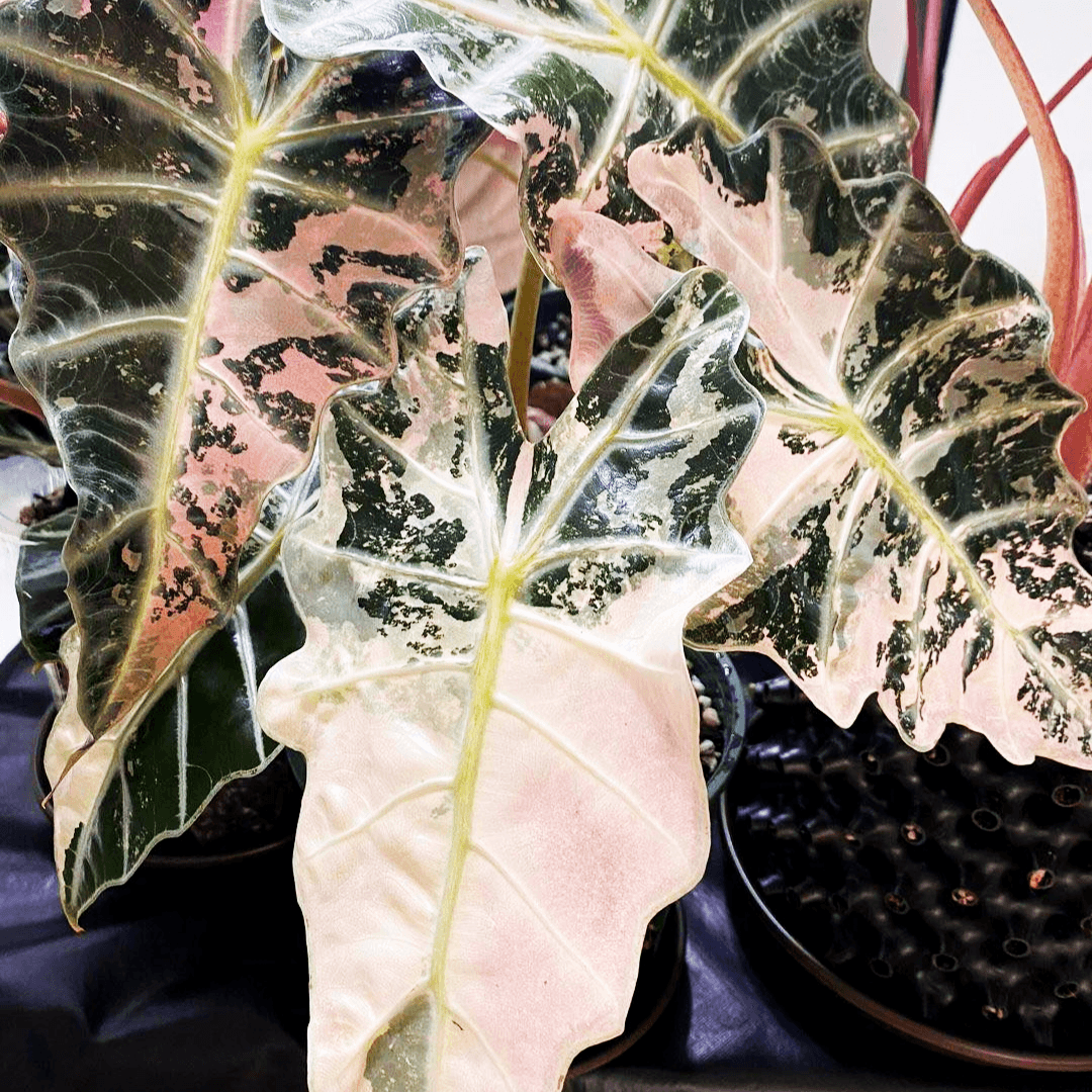 alocasia polly variegata pink Shop Variegated Alocasia Amazonica Polly Tissue Culture Plant