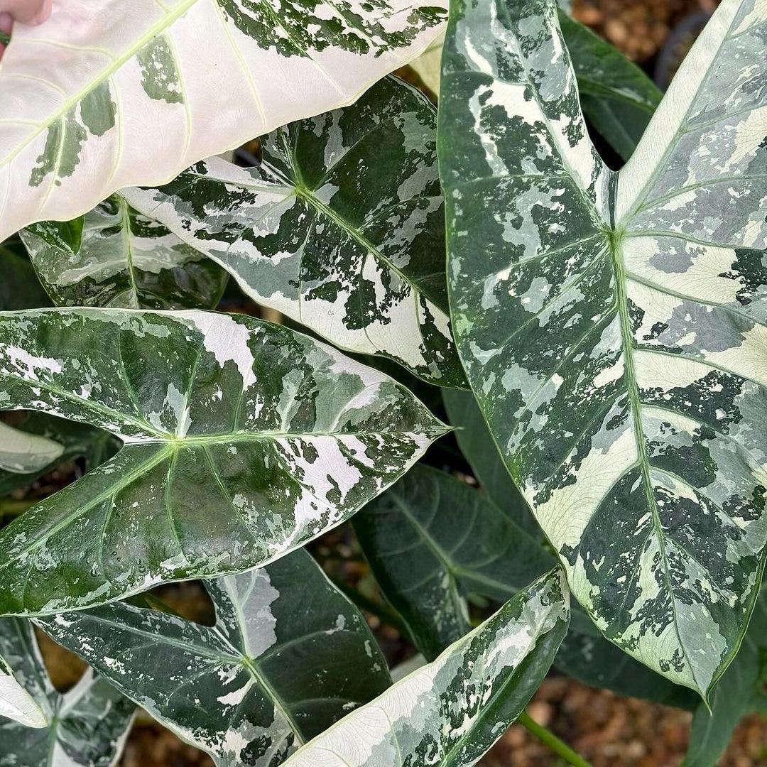 Shop Variegated Alocasia Longiloba Tissue Culture Plant