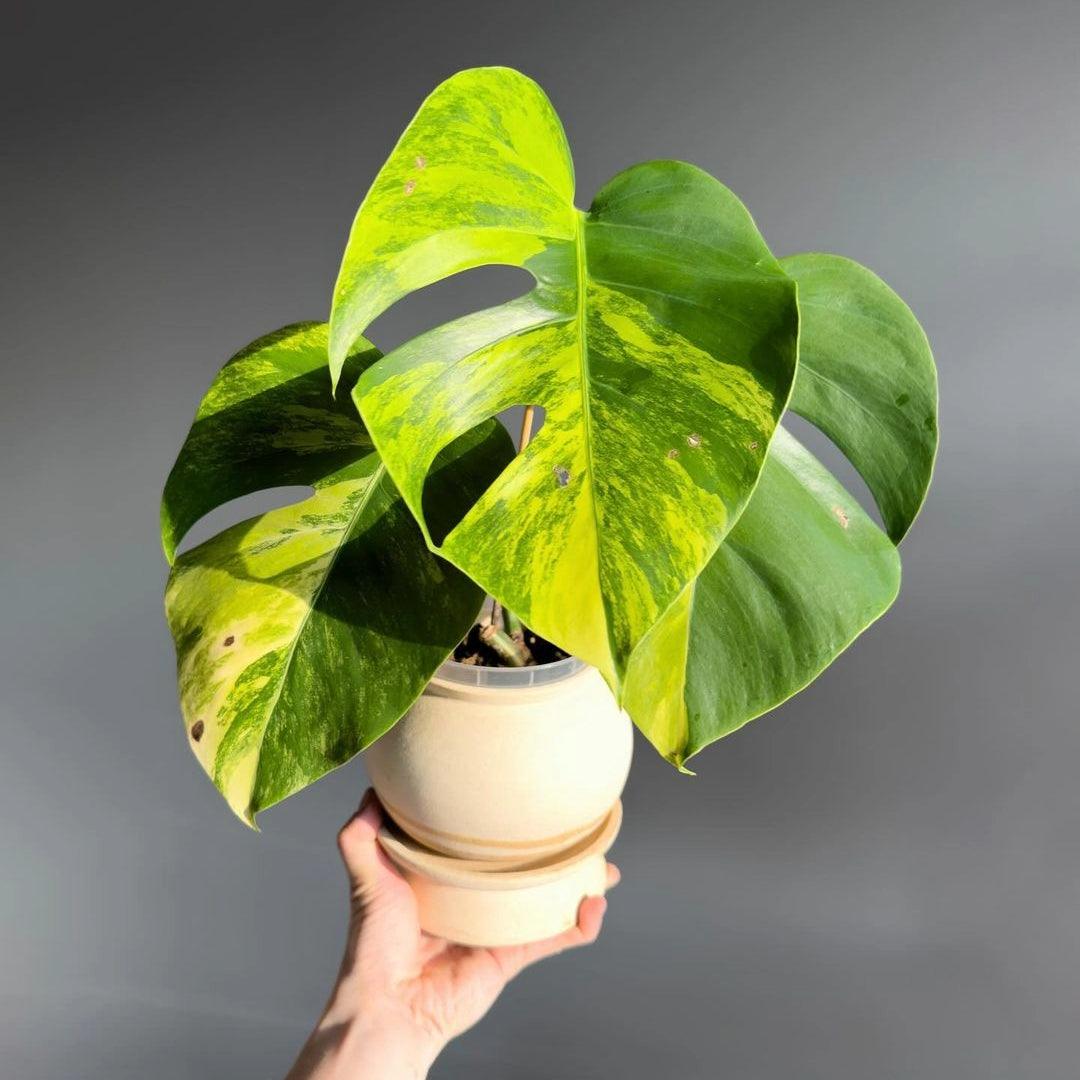 Shop Variegated Monstera Aurea Cutting Plant