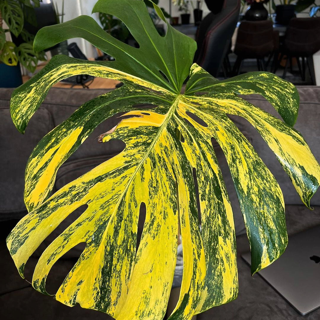 monstera marilyn Shop Variegated Monstera Yellow Marilyn Tissue Culture Plant
