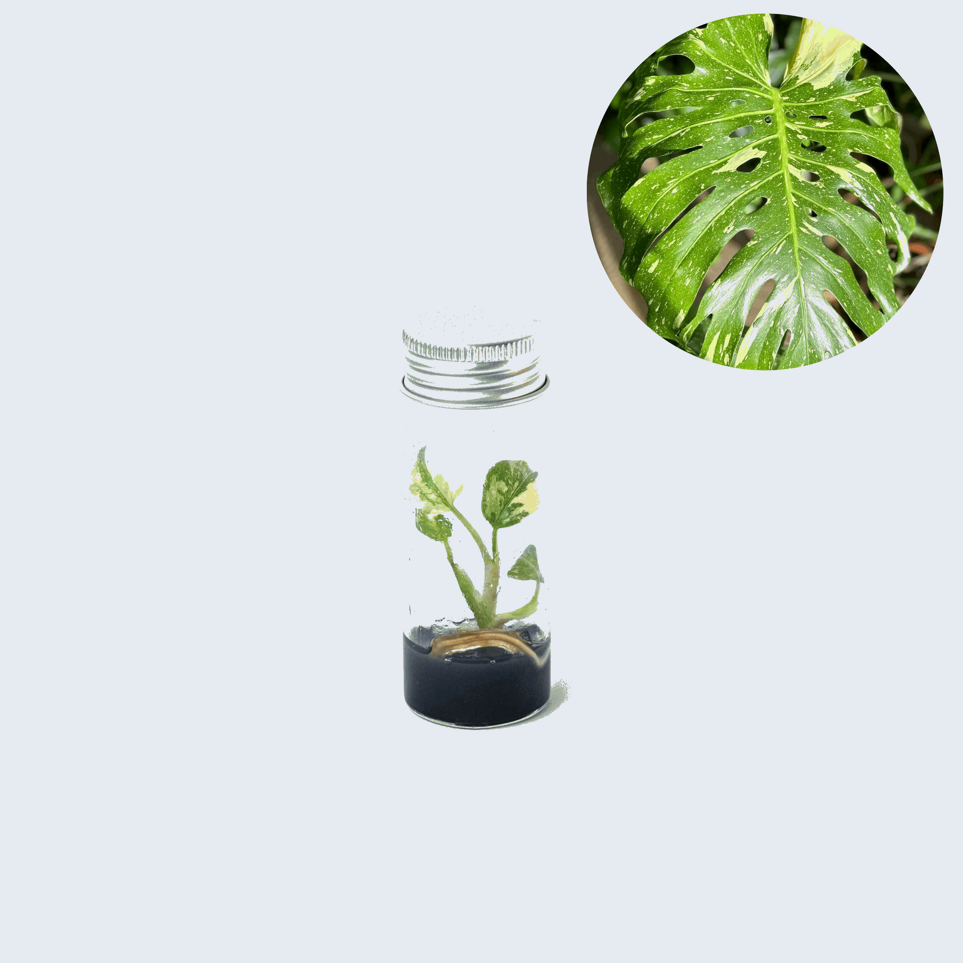 monstera thai constellation tissue culture Shop Variegated Monstera Thai Constellation Tissue Culture Plant