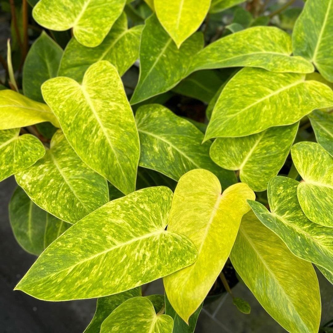 Shop Variegated Philodendron Painted Lady Tissue Culture Plant
