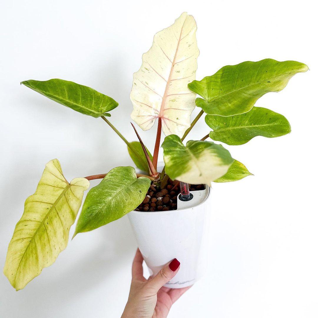 Shop Variegated Philodendron Snowdrift Tissue Culture Plant