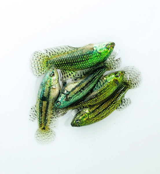 FXXX エイリアンヘッズ Jr ヒトテトラ 羽根モノ wild-green-alien-female-betta-