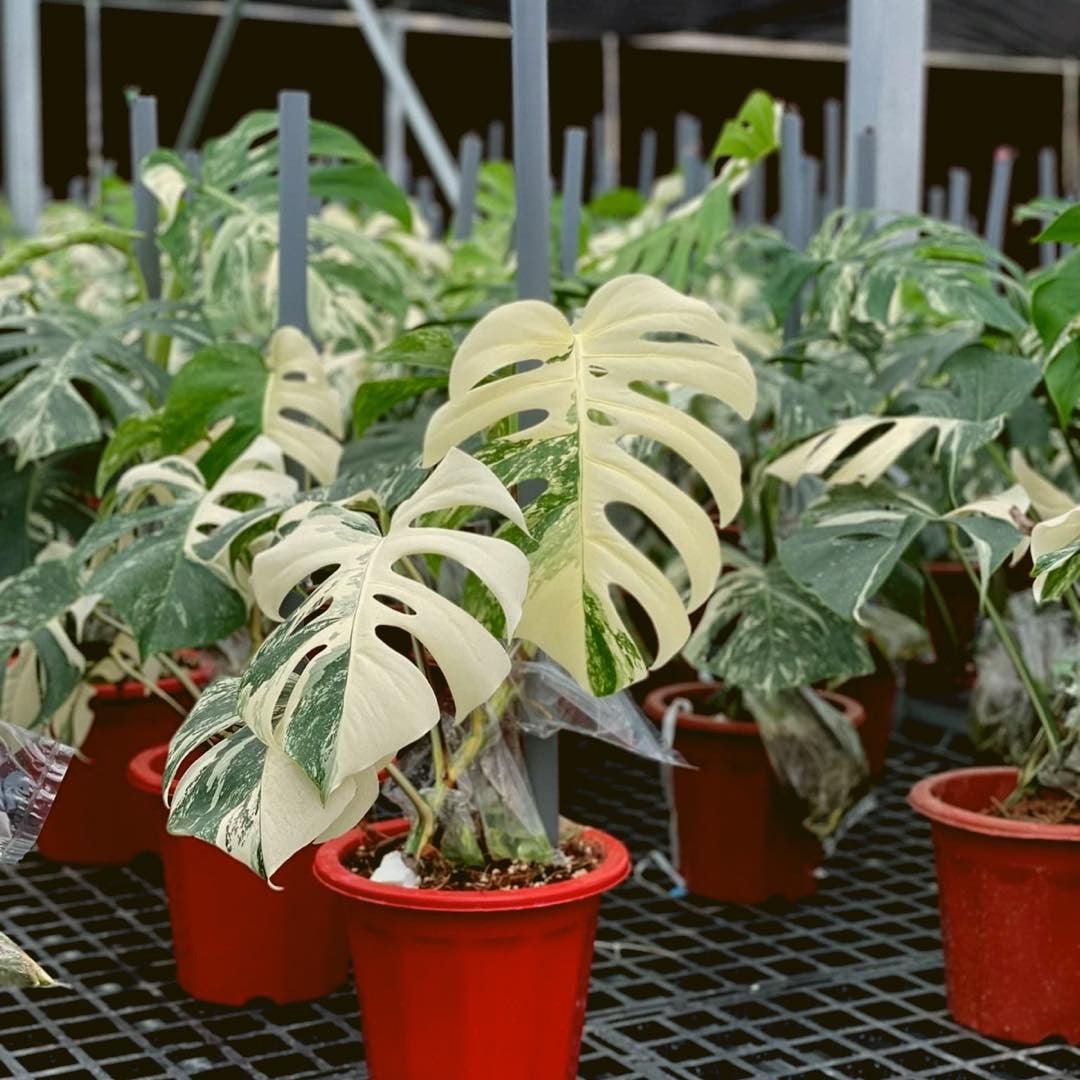 ablo variegated monstera deliciosa for sale Shop Variegated Monstera Albo Cutting Plant
