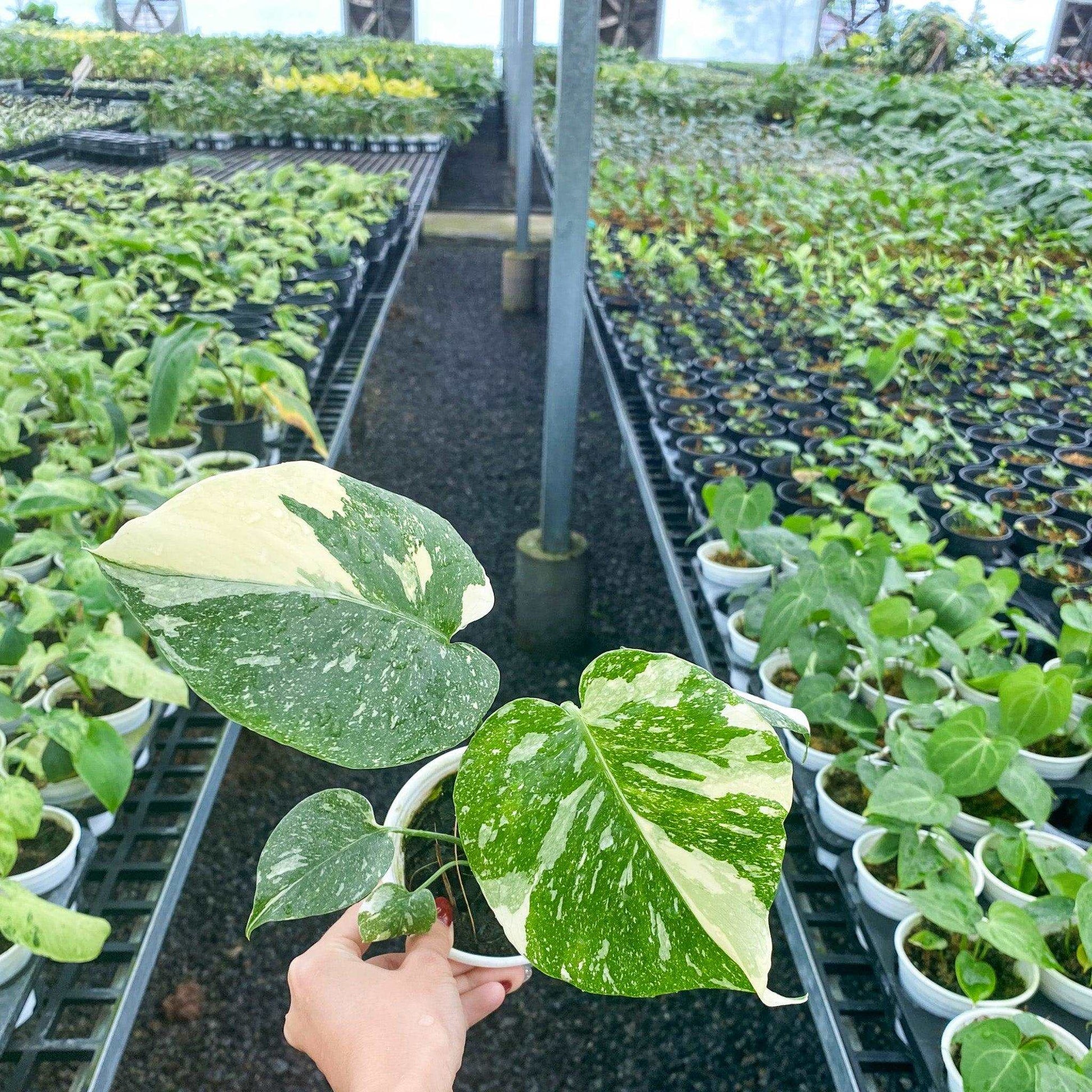 monstera thai constellation for sale Shop Variegated Monstera Thai Constellation Mature Plant Premium Grade