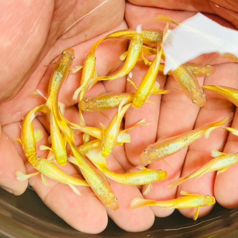 Full Gold Guppy Fish