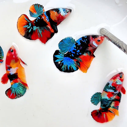 Koi Nemo Black Base Female Betta Fish (Exotic Fish)