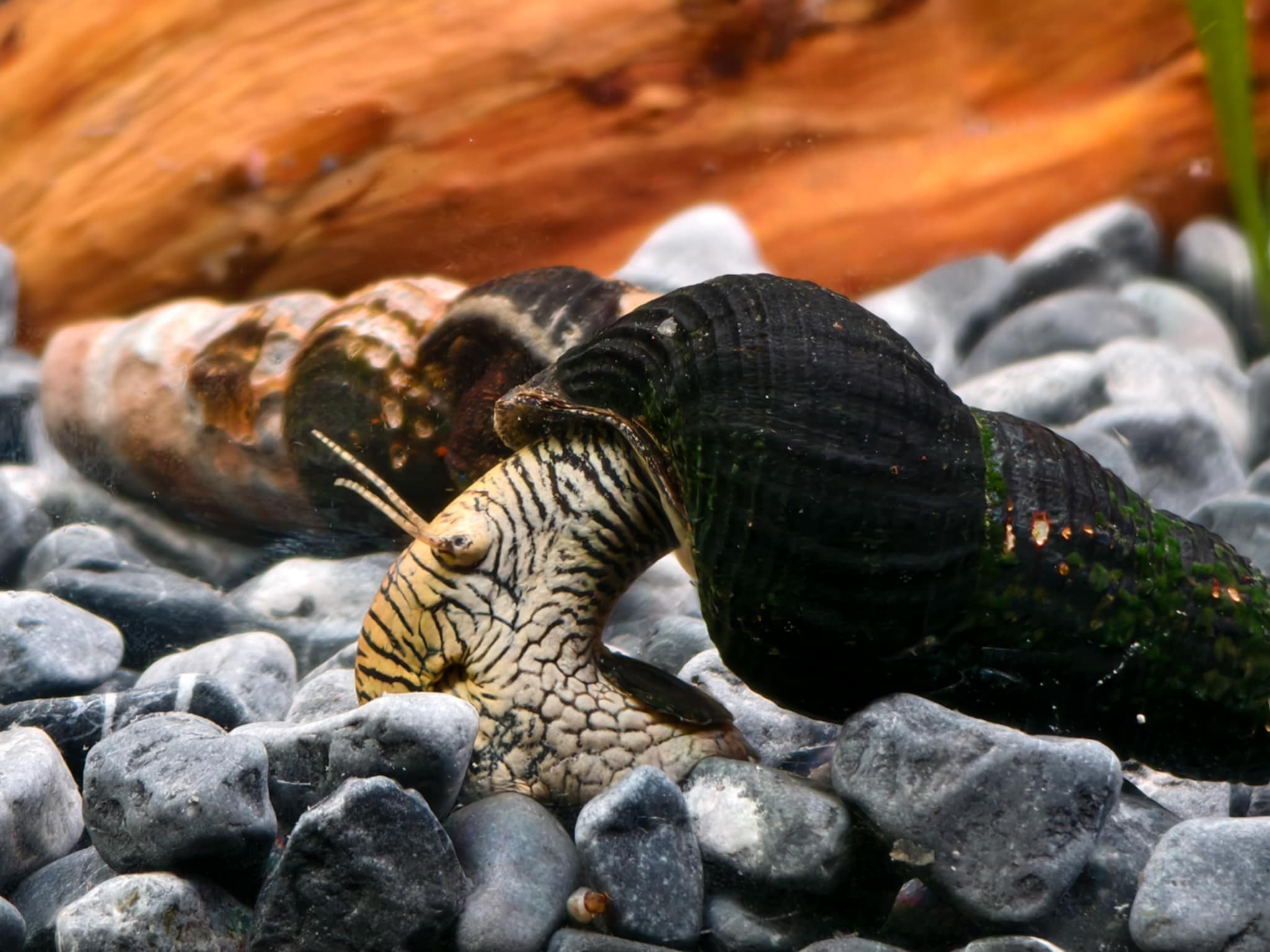 Zebra Rabbit Snail – Striking Black & White