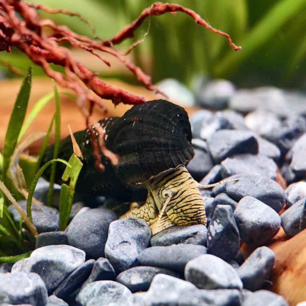 tk　HELLOS Snail 3rd ロット Blackカラー Zebra Rabbit Snail – Striking Black & White