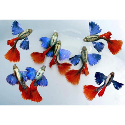 Dumbo Red Tail Guppy Fish