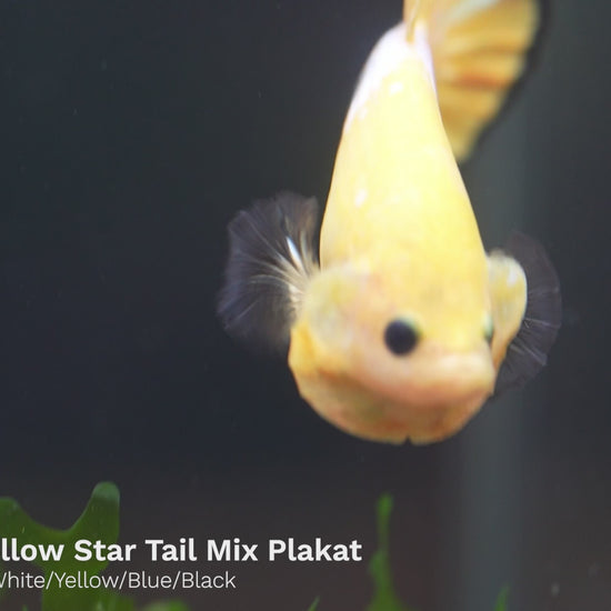 Fancy Yellow Plakat Male Betta