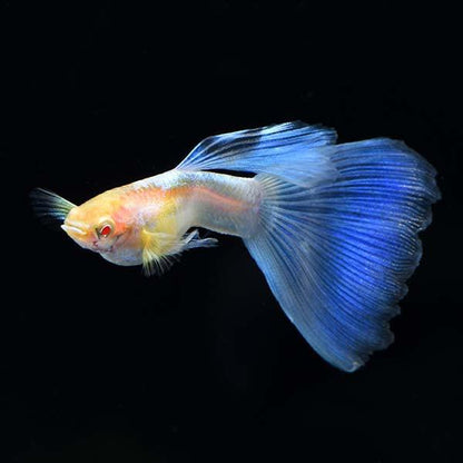 Blue Topaz Big Dorsal Guppy Fish