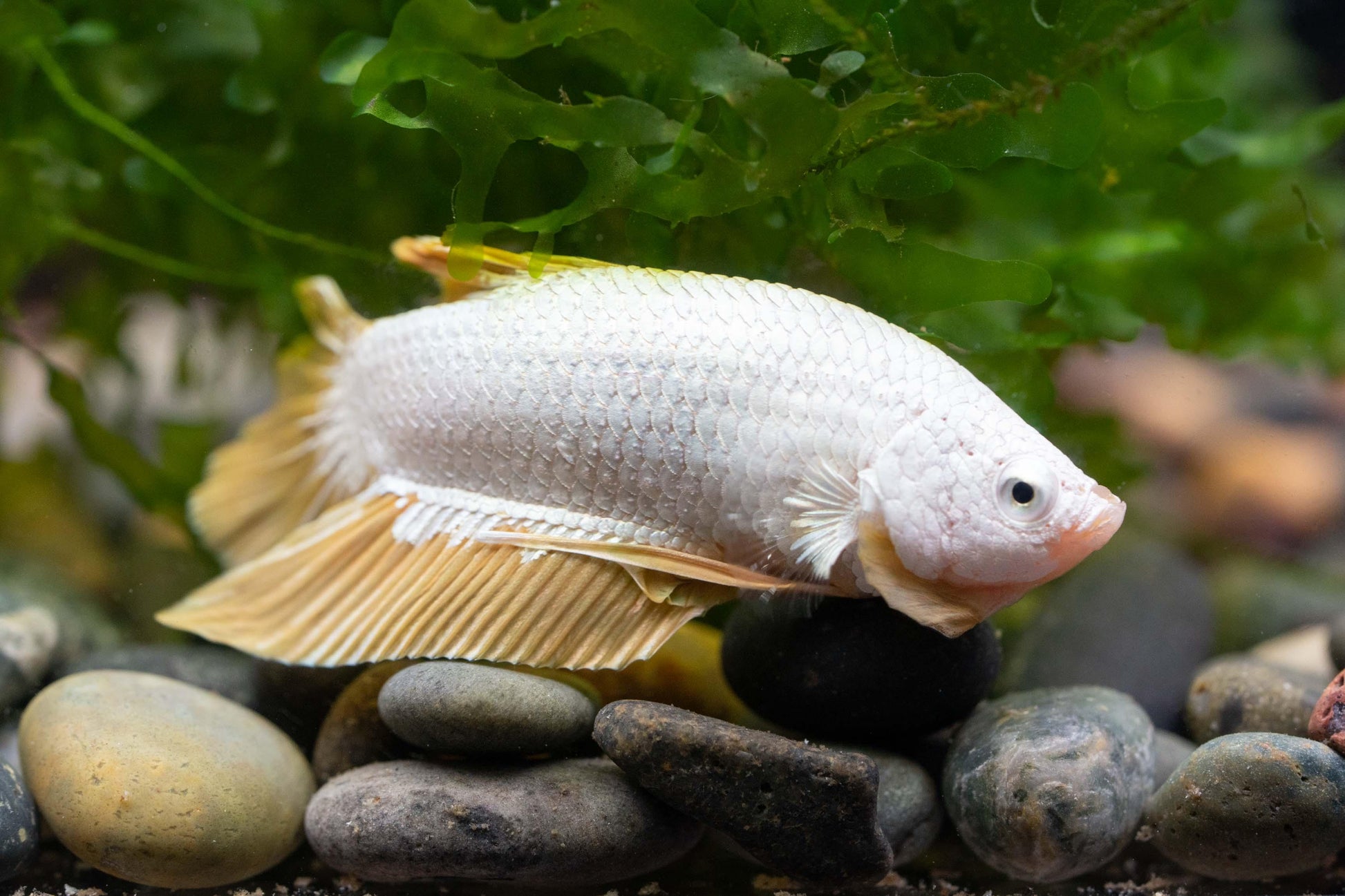 Yellow Dragon Plakat Male Betta Fish