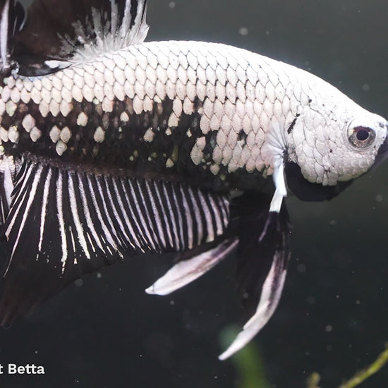 Black Dragon Plakat Male Betta Fish