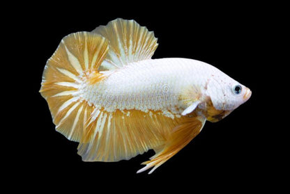 Yellow Dragon Plakat Male Betta Fish